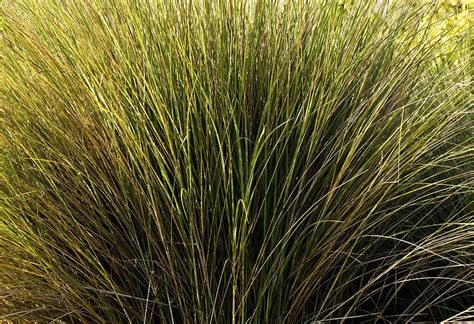 Wetland Grass Photograph by Rich Franco | Fine Art America