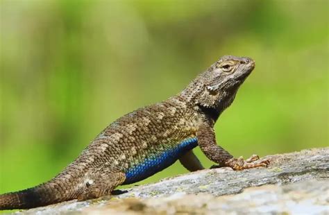 Size of Western Fence Lizards: How Big Can they get?