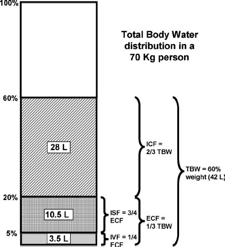 Distribution of water throughout the body. Body com- position is... | Download Scientific Diagram