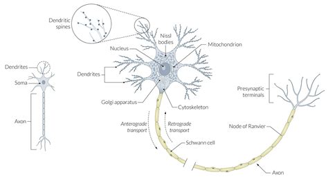 Neurotransmitters Motor Neurons