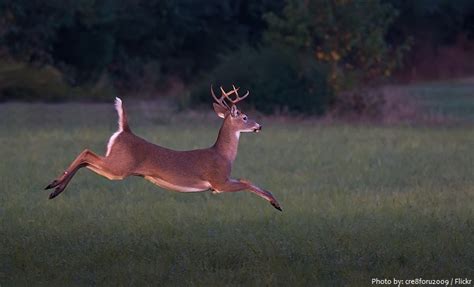 Interesting facts about white-tailed deer | Just Fun Facts