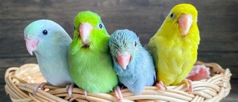 A Guide to Parrotlets: Tiniest and Smartest Companion | by Prasetio Noor | Jan, 2024 | Medium