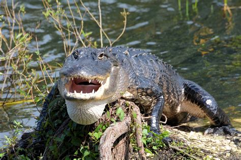 Everglades National Park, Wildlife Tourism in Florida - Traveldigg.com