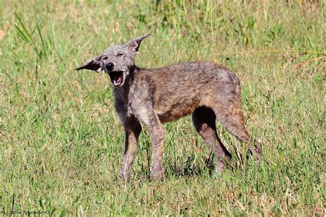 Chupacabra, Coydog, Coyote? - HuntingNet.com Forums