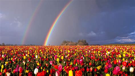 Oregon Double Rainbow Over Flowers Field HD Rainbow Wallpapers | HD ...