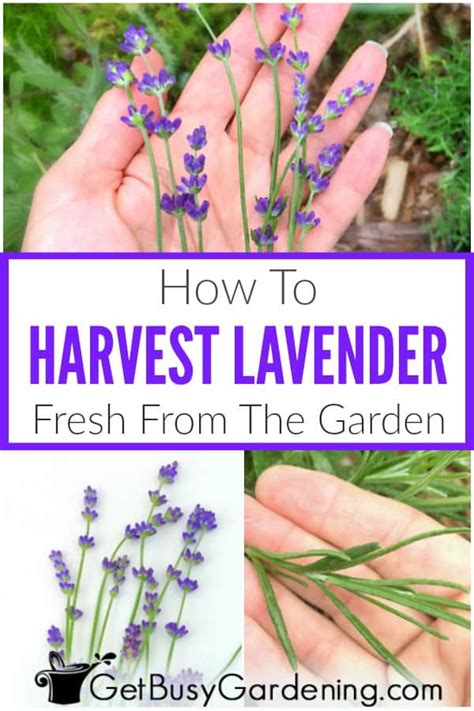 How To Harvest Lavender Leaves & Flowers - Get Busy Gardening