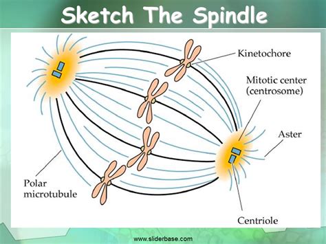 Centrioles And Spindle Fibers / Mitosis - Chromosomes appear as ...