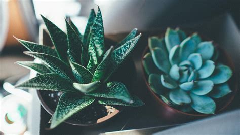 Aesthetic Succulents Wallpapers - Top Free Aesthetic Succulents Backgrounds - WallpaperAccess