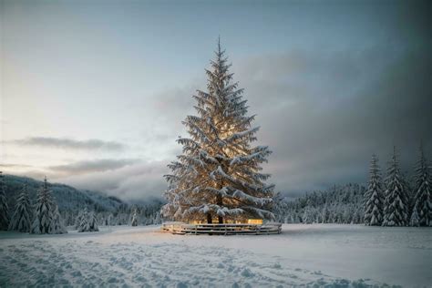 Tranquil Winter Scene with Illuminated Christmas Tree in a Snowy Forest AI Generative 29598943 ...