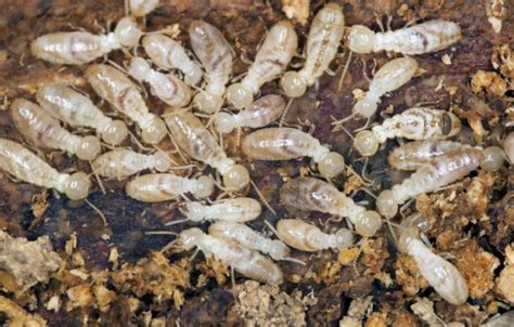 White ant termite (Forest pest) - Basic Agricultural Study