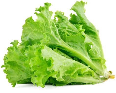 Organic Butterhead Lettuce PNG File - PNG Mart