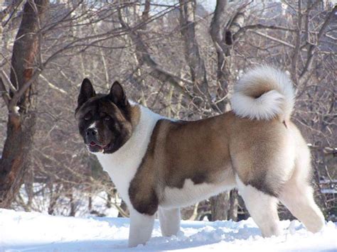 American Akita - Temperament, Lifespan, Shedding, Puppy