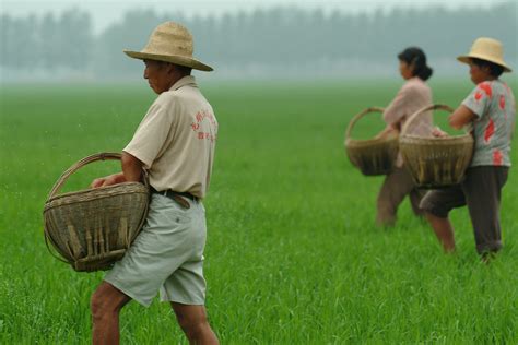 China | International Rice Research Institute