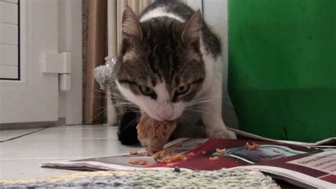 Pet Cat James eat Kentucky Fried Chicken "K.F.C" - YouTube