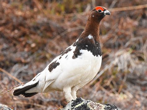 Willow Ptarmigan - eBird