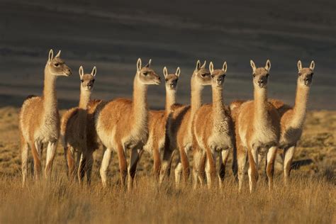 Restoring the Guanaco’s Habitat in Patagonia National Park - Fundación Rewilding Chile