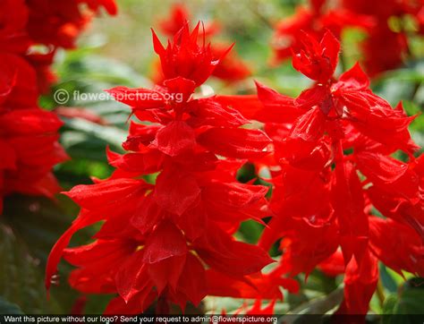 Salvia splendens | Tropical sage