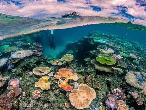 Coral Reefs Biome - Untamed Science