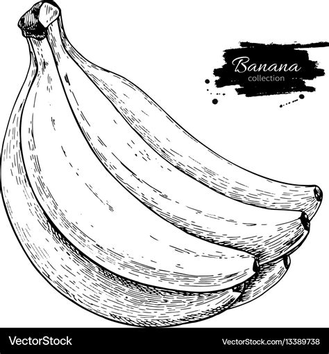 Banana bunch drawing isolated hand drawn Vector Image