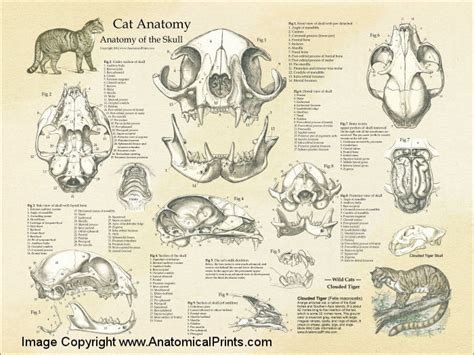 Domestic Cat Skull Anatomy Poster