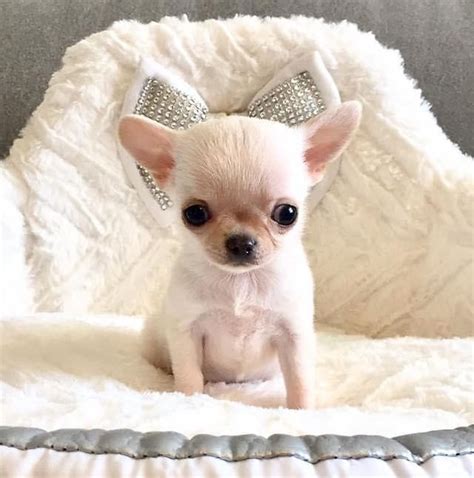 Teacup Chihuahua Puppy For Sale Heavenly Puppies | vlr.eng.br