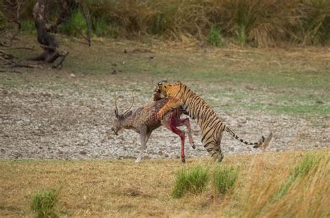 A Royal Bengal Tiger Hunting a Sambar Dear in Ranthambore National Park ...