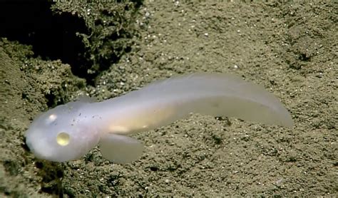 VIDEO: Transparent, ghost-like fish found deep within Marianas Trench - Australian Geographic