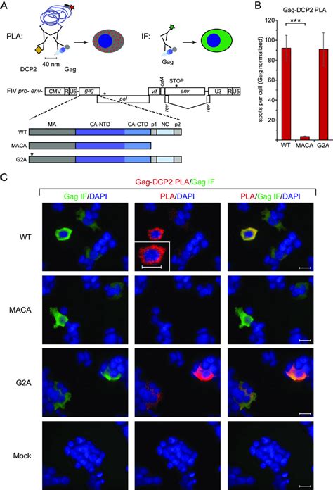 PLA confirms colocalization of FIV Gag and DCP2 in situ upon provirus... | Download Scientific ...