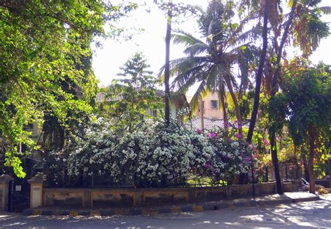 Mumbai Daily: Naturally Bandra