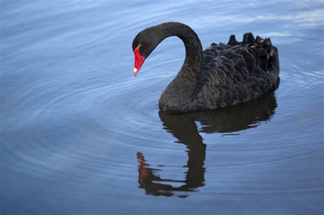 Mind-blowing Facts About the Trumpeter Swan You Shouldn't Miss - Bird Eden