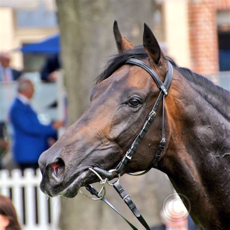 Golden Horn after his run in the Juddmonte International | Flickr