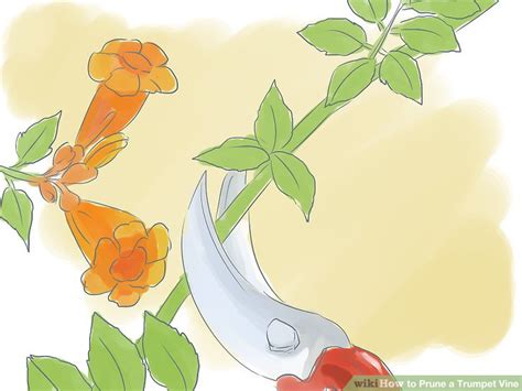 3 Ways to Prune a Trumpet Vine - wikiHow