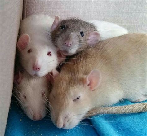 Full house | Cute rats, Pet rats, Cute animals