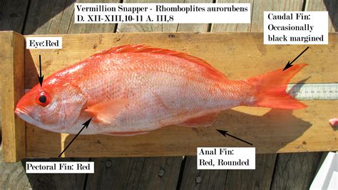 Vermillion vs Silk Snappers » NCFishes.com