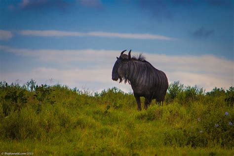 Spectacular South Africa Wildlife Photos | Adventure Travel blog | The ...