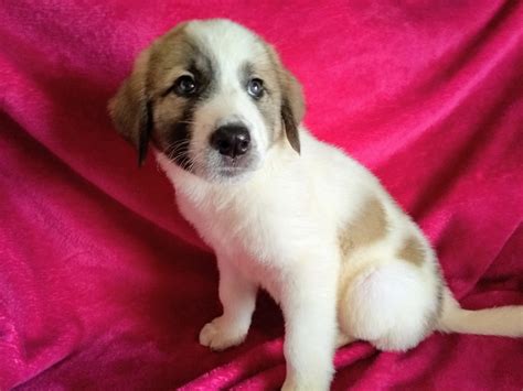 Anatolian Shepherd Puppies For Sale | Tucson, AZ #306113