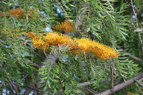 Plantas: Beleza e Diversidade: Grevílea (Grevillea robusta)