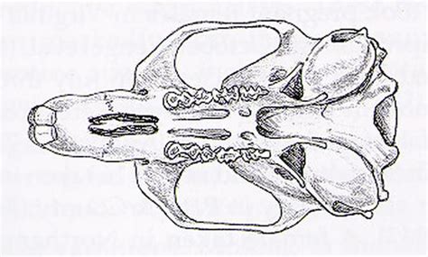 Microtus pinetorum skull image; Woodland Vole