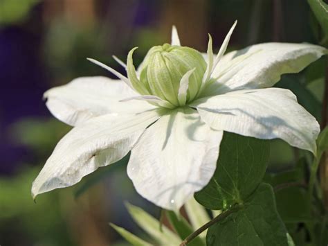 Clematis 'Alba Plena' - Clematis florida 'Alba Plena' - Baumschule Horstmann