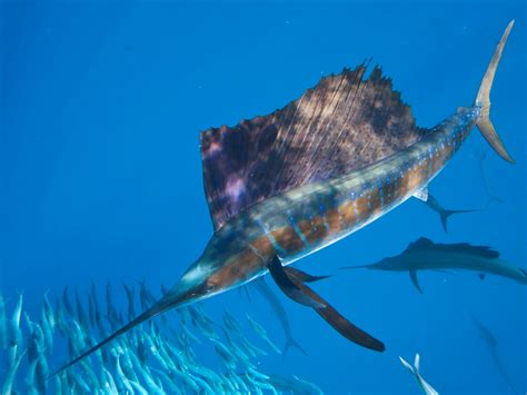 Sailfish | Mexico – Fish, Marine Life, Birds and Terrestrial Life