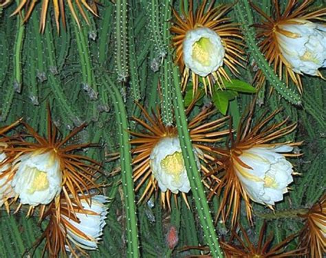 Selenicereus Grandiflorus Seeds Cactus Seeds 10 X Cactus Seeds Rarely ...