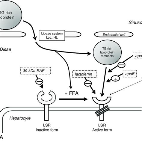 (PDF) Structure and Function of the Lipolysis Stimulated Lipoprotein ...