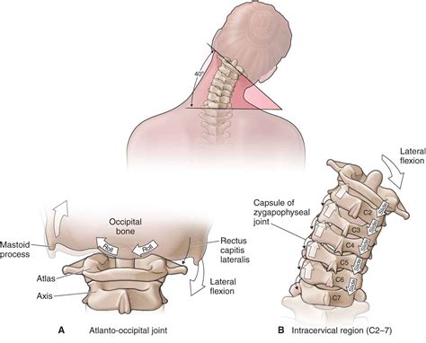 The Cervical Spine | Musculoskeletal Key