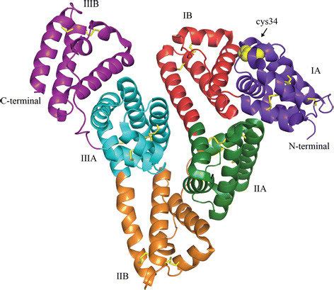 Crystal structure of human serum albumin. The illustration shows the ...