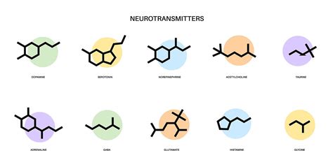 Neurotransmitters: Types, Function and Examples