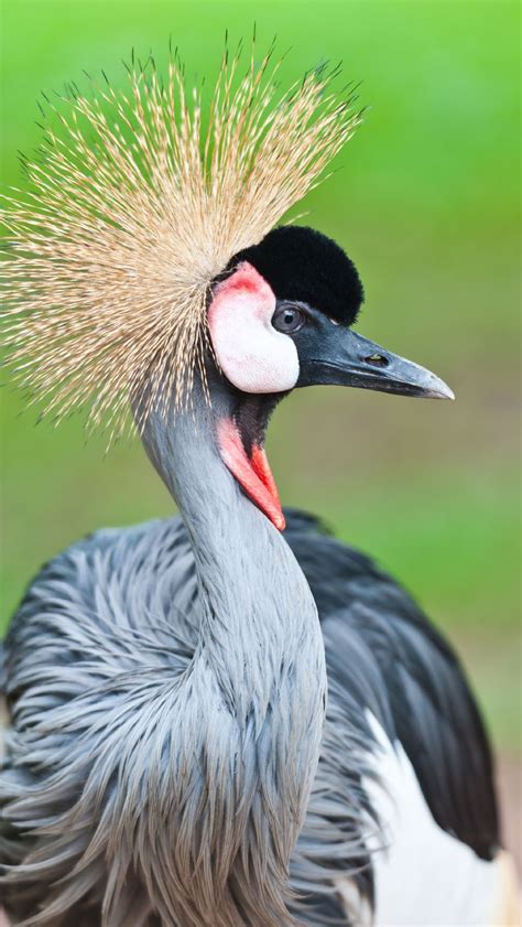 Grey Crowned Crane - Beautiful Bird Photography