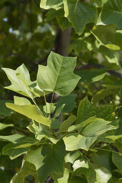 Tulip tree stock photo. Image of wood, american, nature - 250895706