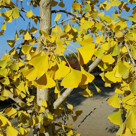 Ginkgo biloba 'Autumn Gold' - Maidenhair Tree - Mid Valley Trees