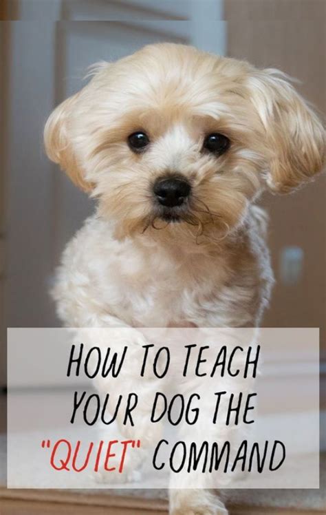 How To Teach Your Dog The “Quiet” Command | Dog training tips, Dogs ...