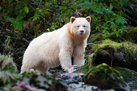 Spirit Bear, Bear, white, rare, unique, rainforest, kermode photo | Bear, Spirit bear, Touching ...